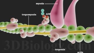 Muscle Contraction 3D [upl. by Hijoung]