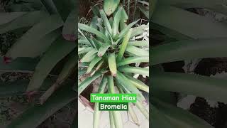 Tanaman Hias Bromelia [upl. by Barcot601]