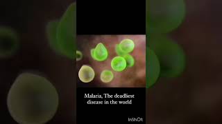 Malaria  parasite of malaria 🦟female anopheles mosquito 🦟 [upl. by Ynots]