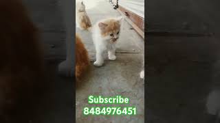 persian cats cheap rate [upl. by Limann]