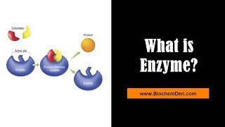 What are Enzymes Substrate and Product  BiochemDencom [upl. by Zechariah]