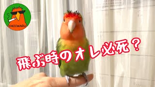 飛ぶ時のオレ必死？【ちょい悪インコのセセリ♂】コザクラインコ [upl. by Euphemiah]