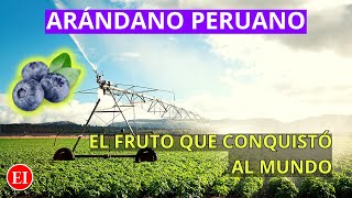 Arándanos peruanos ¡Líderes mundiales en exportación [upl. by Rhodes]