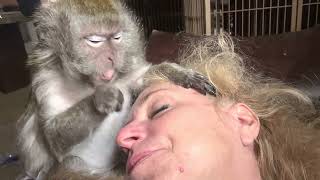 Macaque Love Taps ASMR [upl. by Oria672]