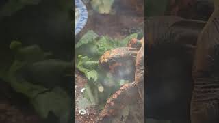 Redfoot tortoise chopping on some bok choy [upl. by Domenico]