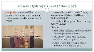 Casein Hydrolysis Test  Microbiology Class  Podcast CC [upl. by Hy]