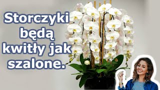 A twoja orchidea zakwitnie przez cały rok 7 ważnych sekretów pielęgnacji storczyków [upl. by Ilera]