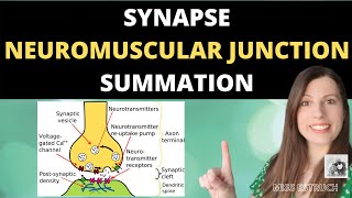 Synapses Neuromuscular Junction and Summation Cholinergic and inhibitory synapses [upl. by Llewoh325]