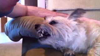 Female cairn terrier love part 1 [upl. by Aihcila]