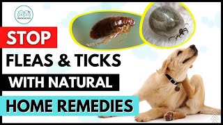 Natural Homemade Remedies to get rid of Fleas amp Ticks on your dog 🦟 🕷 INSTANTLY [upl. by Cam]