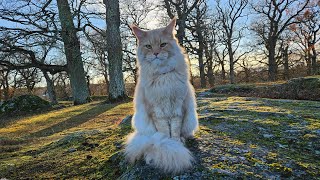 Maine Coon Adventures Livestream  The Castle Forest [upl. by Solon565]