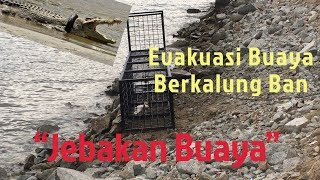 Evakuasi Buaya Berkalung Ban Di Palu Bersama Tim Panji Petualang Pemasangan Perangkap Buaya [upl. by Annawd]