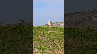 Turkish Anatolian Shepherd Dogs [upl. by Brittni]