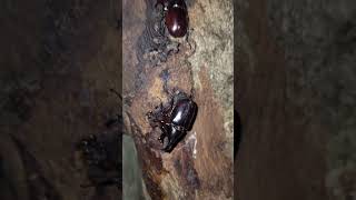 Rhinoceros Beetle RhinocerosBeetle insect shorts shortfeed [upl. by Edahsalof]