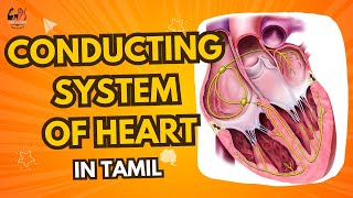 CONDUCTING PATHYWAY OF HEART In tamil gpsphysio [upl. by Akcirre]