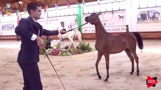 Italian Nationals 2019  Yearling Fillies Championship [upl. by Callida]