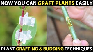 Grafting and Budding Techniques  Easy Plant Grafting Methods [upl. by Kaliope]