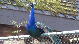 Schreie des Pfau  der Pfau schreit  Peacock cries cry  Vogelstimmen birdcall  Tierpark München [upl. by Verdie]