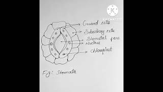 Stomata diagram [upl. by Nohtanoj]