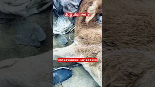 jugular vein  intravenous injection in calf  jugular intavenous injection saline jmkvet [upl. by Allsun]