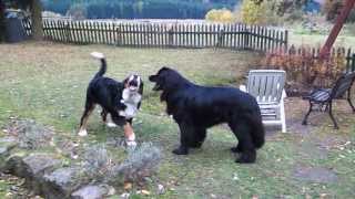 friendly dog fight  Newfounland dog vs Bernese mountain dog [upl. by Greyso]