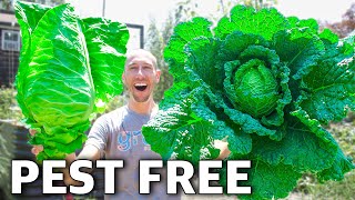 How to Grow Cabbage Complete Growing Guide [upl. by Novaat]