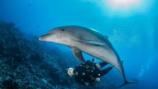 Diving with Sharks in Rangiroa Meet the Ocean’s Guardians [upl. by Aisylla]