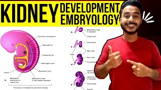 development of kidney embryology  kidney development embryology  development of renal system [upl. by Ashlee321]