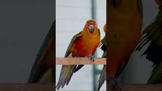 How Birds Mimic Human Voices [upl. by Ovid]