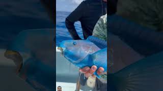 fishing parrotfish fish colorfullfish ocean polarblueparrotfish bloodparrotfish fishinglife [upl. by Aikaj]