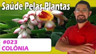 Saúde Pelas Plantas  Colonia antidepressivo calmante pressão arterial úlceras diurética [upl. by Narra144]