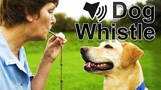 Dog Whistle Sound [upl. by Bale475]