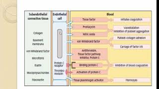 hemostasis primary secondary  coagulation cascade fibrinolytic system [upl. by Doughman]