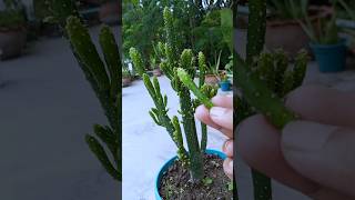 Cut amp Grow Opuntia Monacanthashorts opuntiamonacantha growth [upl. by Alonso]