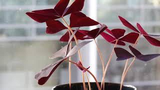 Oxalis Triangularis Love Plant 24h TimeLapse [upl. by Ringsmuth737]