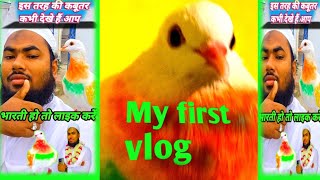 My first vlog kabutar ki video viral vlog [upl. by Ocimad941]