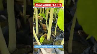 Agarwood plants Agarwood tree agarwood agaroud agar agarwoodfarmingfarming farm profit new [upl. by Aihsit]