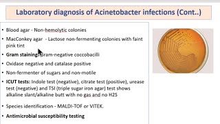 Pseudomonas Acinetobacter Burkholderia Clinical Diagnosis  Treatment  MICROBIOLOGY [upl. by Campney]