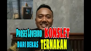 Cara mengeluarkan dobelan Lovebird jantan setelah diternak [upl. by Anuahsal72]