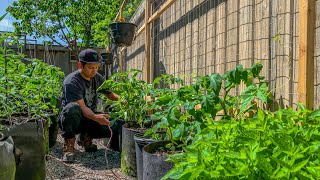 Drip Irrigation is a Time Saver  Never Have to Water the Garden Again [upl. by Iruam]