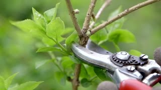 How to prune spring flowering shrubs  Grow at Home  Royal Horticultural Society [upl. by Hawger619]