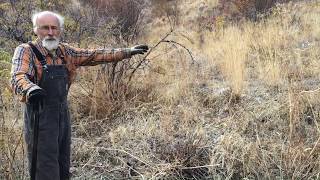 How to Harvest Lomatium with Michael Pilarsk quotSkeeterquot [upl. by Arni]