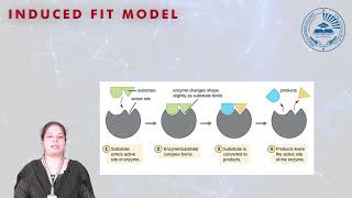 Mechanism of Enzyme action [upl. by Gladwin]
