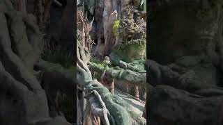 DISNEY Animal Kingdom Avatar Pandora Area [upl. by Ellehciram]