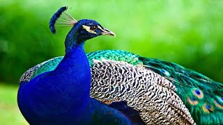 The Peacock Bird  Beautiful Peacock Opening its Feathers Display in Nature [upl. by Derfla]