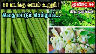 செடி முருங்கை வளர்ப்பது எப்படி  Sedi Murungai Sagupadi In Tamil  Valarpu  Vivasayam  Seeds [upl. by Chinua]