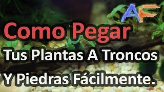 Como Pegar Tus Plantas A Troncos y Rocas En El Acuario  Acuarismo Fácil [upl. by Richelle]