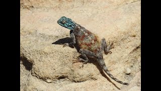 Southern Rock Agama hunting and territorial display  Filmed by Greg Morgan [upl. by Goldstein]