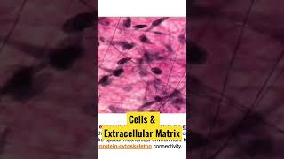 What is the Extracellular Matrix ECM  How Cells Live and Communicate  Biomaterials Engineering [upl. by Namref888]