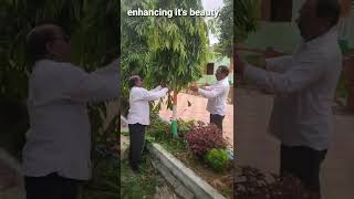 Polyalthia longifoliaFalse Ashoka Tree PruningPruning of False Ashok Tree [upl. by Nrol]